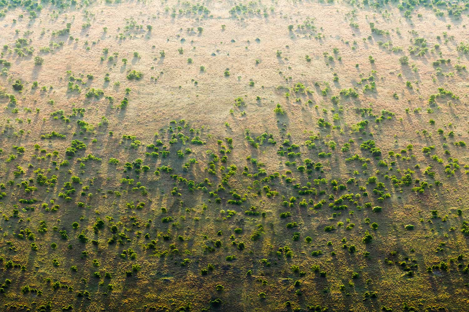 The Great Green Wall